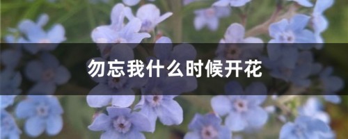 勿忘我什么时候开花