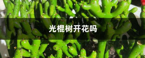 光棍树开花吗