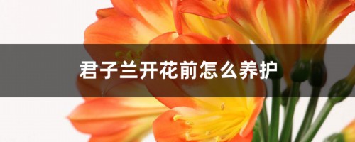 君子兰开花前怎么养护