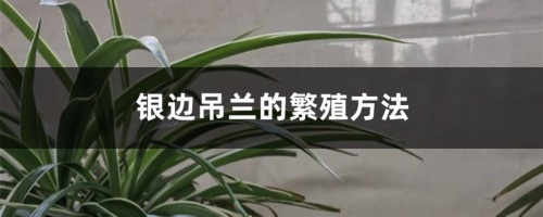 银边吊兰的繁殖方法