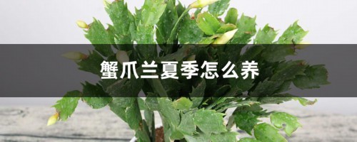 蟹爪兰夏季怎么养，夏季的时候叶子都蔫了怎么办