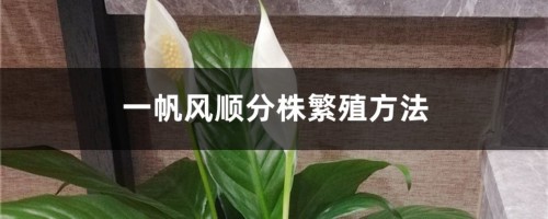 一帆风顺分株繁殖方法，分株繁殖的时间