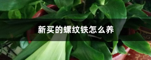 新买的螺纹铁怎么养