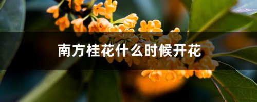 南方桂花什么时候开花，南方桂花与北方桂花的区别