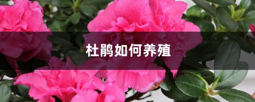 杜鹃如何养殖，叶子发黑怎么回事