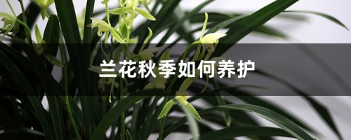 兰花秋季如何养护，深秋兰花怎么浇水