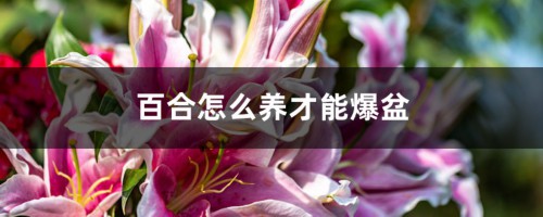 百合怎么养才能爆盆，百合花谢后怎么办