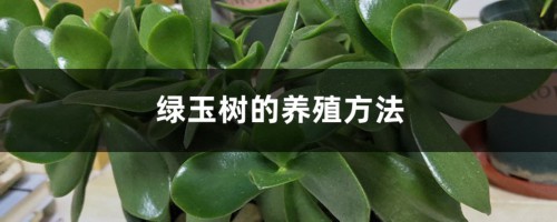 绿玉树的养殖方法