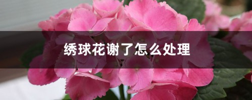 绣球花谢了怎么处理