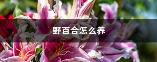 野百合怎么养