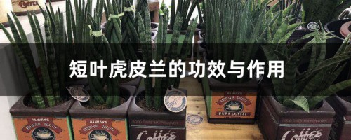 短叶虎皮兰的功效与作用