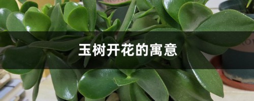 玉树开花的寓意