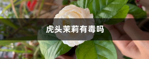 虎头茉莉有毒吗