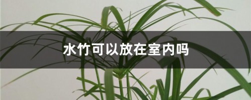 水竹可以放在室内吗