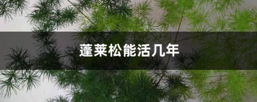 蓬莱松能活几年