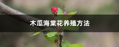 木瓜海棠花的养殖方法