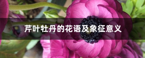 芹叶牡丹的花语及象征意义