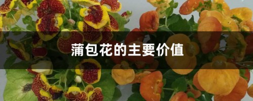 蒲包花的主要价值