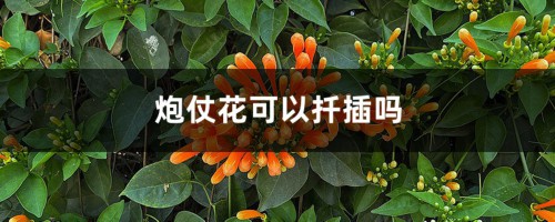 炮仗花可以扦插吗