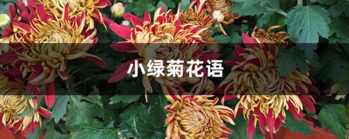 小绿菊花语