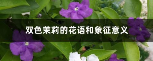 双色茉莉的花语和象征意义