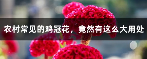 农村常见的鸡冠花，竟然有这么大用处