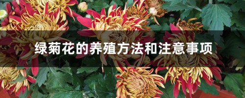 绿菊花的养殖方法和注意事项