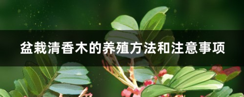 盆栽清香木的养殖方法和注意事项