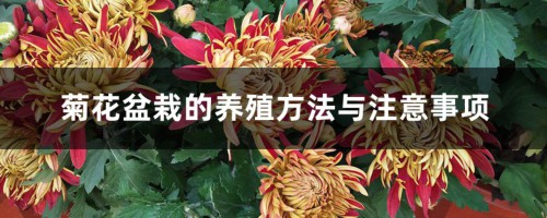 菊花盆栽的养殖方法与注意事项