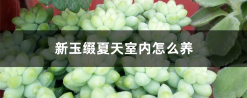 新玉缀夏天室内怎么养