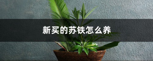 新买的苏铁怎么养