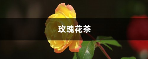 玫瑰花茶