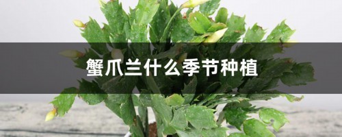 蟹爪兰什么季节种植