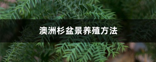 澳洲杉盆景养殖方法