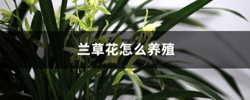 兰草花怎么养殖