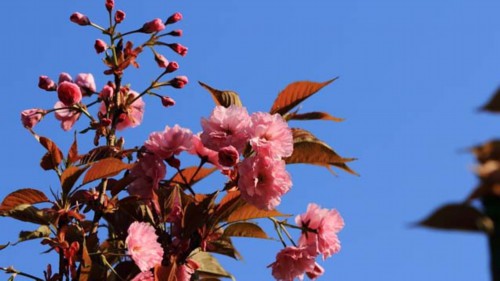 日本晚樱和东京樱花的区别