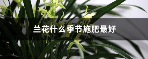 兰花什么季节施肥最好