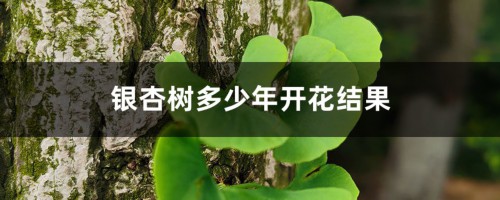 银杏树多少年开花结果