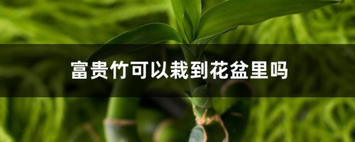 富贵竹可以栽到花盆里吗，土培要什么花盆