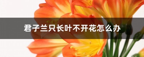 君子兰叶子油绿却不开花，换种肥试试看，年年开出大红花