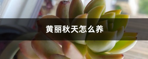 黄丽秋天怎么养