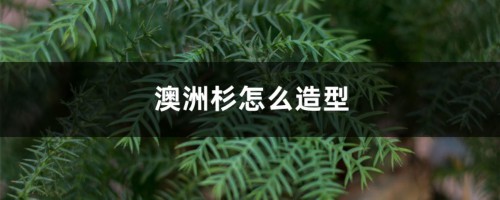 澳洲杉怎么造型