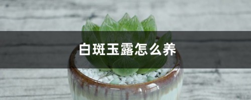 白斑玉露怎么养