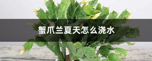 蟹爪兰夏天怎么浇水