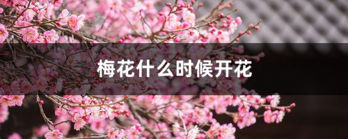 梅花什么时候开花