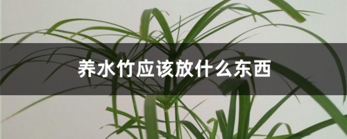 养水竹应该放什么东西