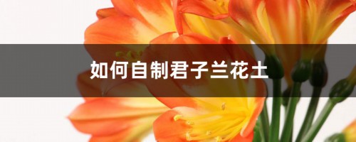 如何自制君子兰花土