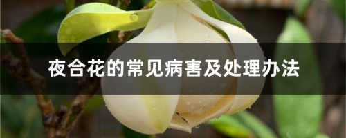 夜合花的常见病害及处理办法