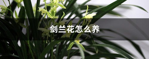 剑兰花怎么养