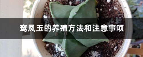 鸾凤玉的养殖方法和注意事项